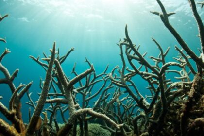 Okyanus asitlenmesi: Neden yaşanıyor ve ne sonuçlar doğuruyor?
