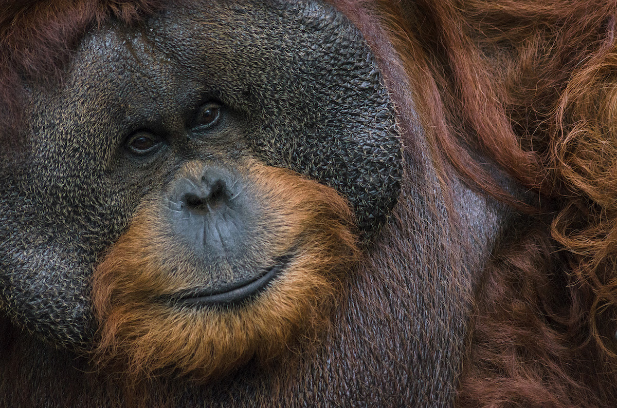 Orangutan_Kalimantan