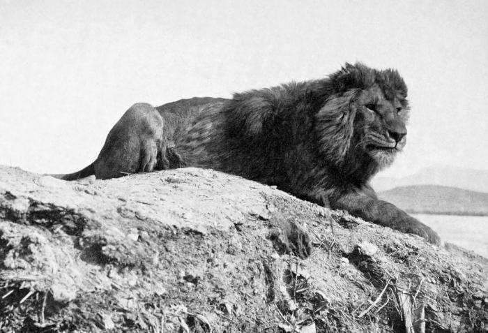 1893 yılında Sir Alfred Edward Pease tarafından fotoğraflanan bir Nubiya aslanı.