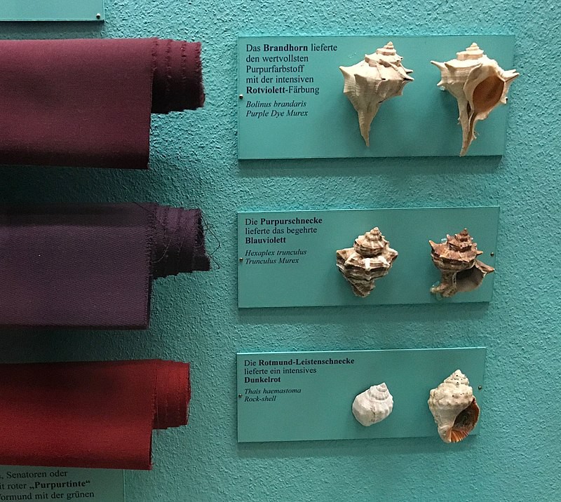Farklı deniz salyangozu türlerinden boyanmış kumaşlar: Bolinus brandaris, Hexaplex trunculus, Stramonita haemastoma (Thais haemastoma)