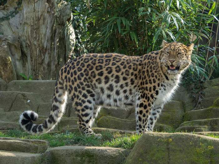 amur leoparı soyu tükenmekte olan hayvanlardan.