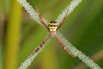 Argiope keyserlingi