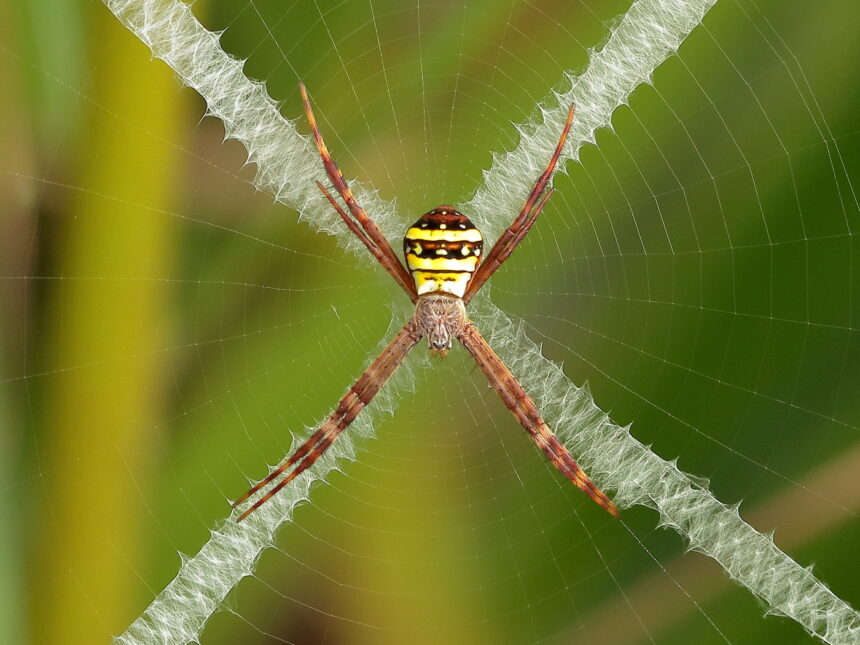 Argiope keyserlingi