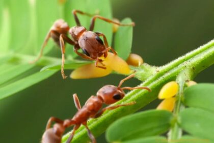 yaprak yiyen karınca fotoğrafı