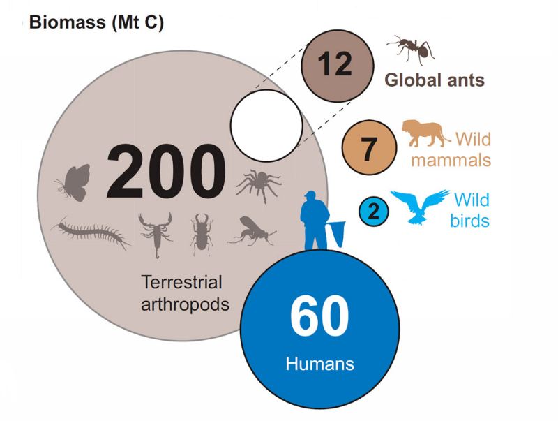 Karıncalar diğer hayvan gruplarına göre daha yüksek kuru biyokütleye sahiptir.