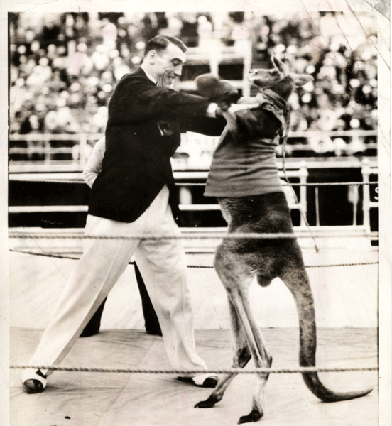 Ağır siklet şampiyonu Primo Carnera, 1933 dolaylarında Atlantic City'de kanguru Jo-Jo ile 'mücadele' ederken.