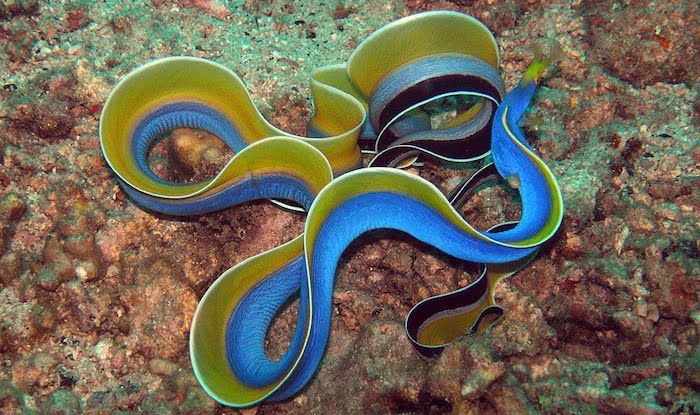 Yaprak burunlu müren balığı (Mavi şeritli yılan balığı)