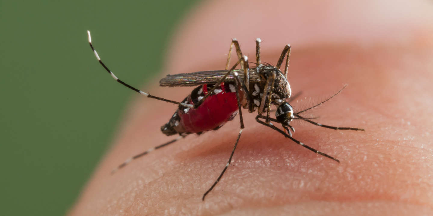 Asya Kaplan Sivrisineği
