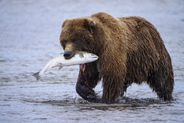 ayı balık avlıyor
