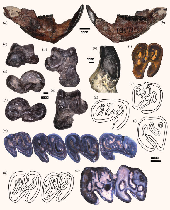 Microtheriomys articulaquaticus fosilleri.