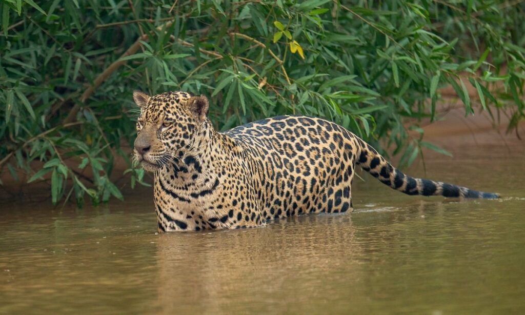 nehirde yüzen jaguar