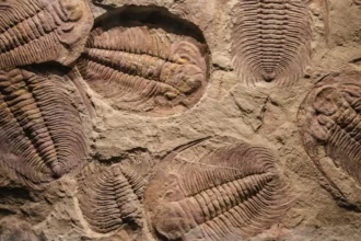 q12 fossils