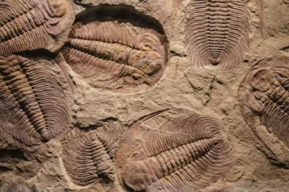 q12 fossils