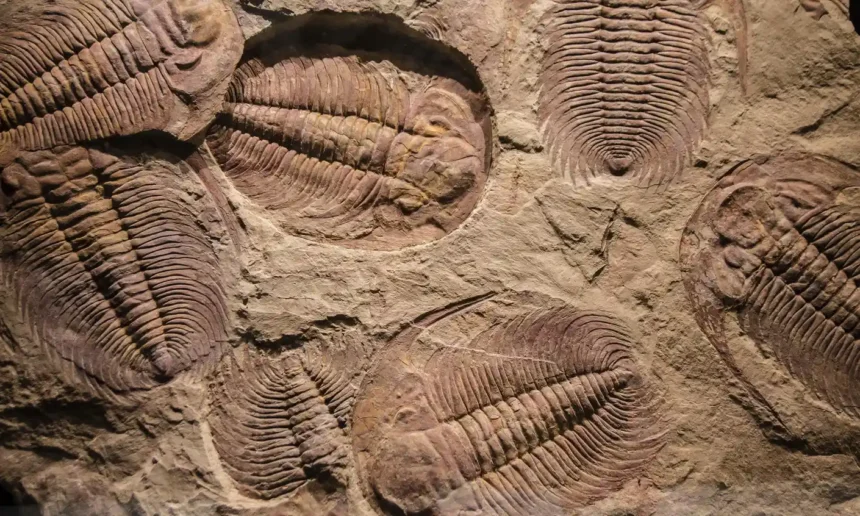 q12 fossils