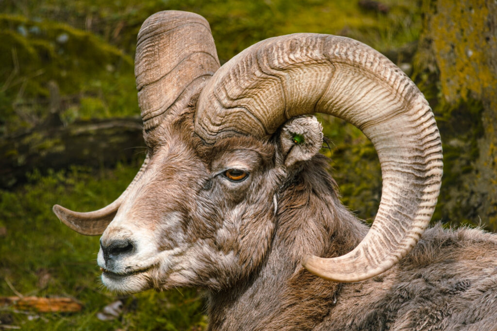 Amerika Yaban Koyunu (Bighorn sheep)