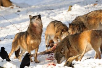 iStock 471139591 Wolf Kill 1024x622 1