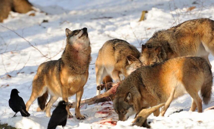 iStock 471139591 Wolf Kill 1024x622 1