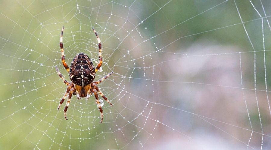 Evdeki örümceklerin sadece yüzde 5'inden daha azı dışarıdan gelmektedir.