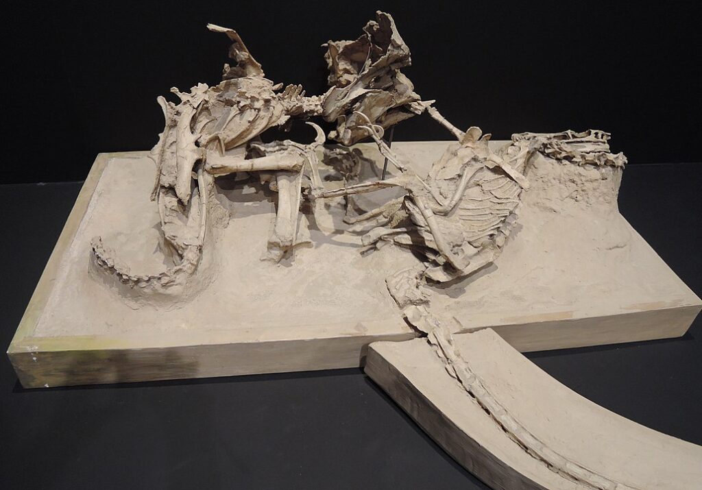 Japonya, Nagoya Şehri Bilim Müzesi'nde bulunan Dövüşen Dinozorların fosil kalıbı
