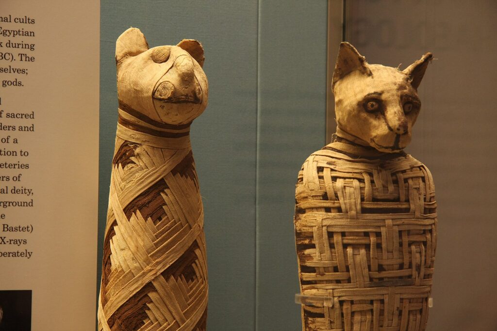 British Museum'daki Mısır hayvan mumyaları.