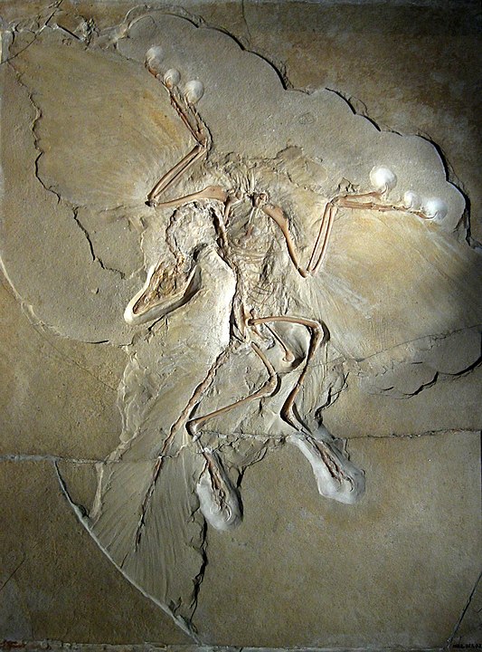 Archaeopteryx - "Kayıp Halka"