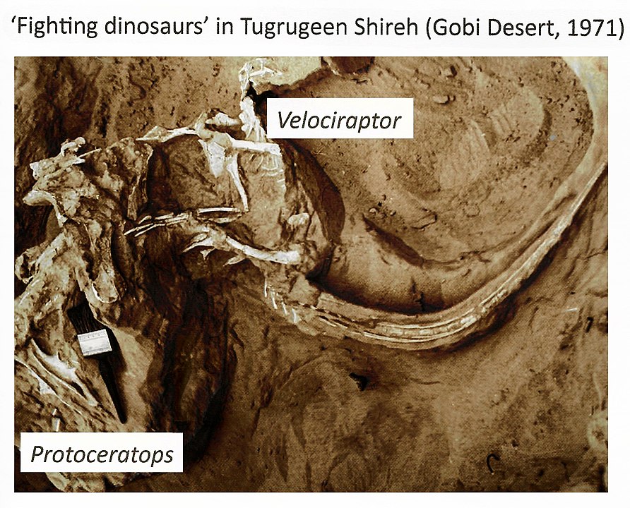 Savaşan Dinozorların arazide bulunan fosili, 1971 Velociraptor ve Protoceratop
