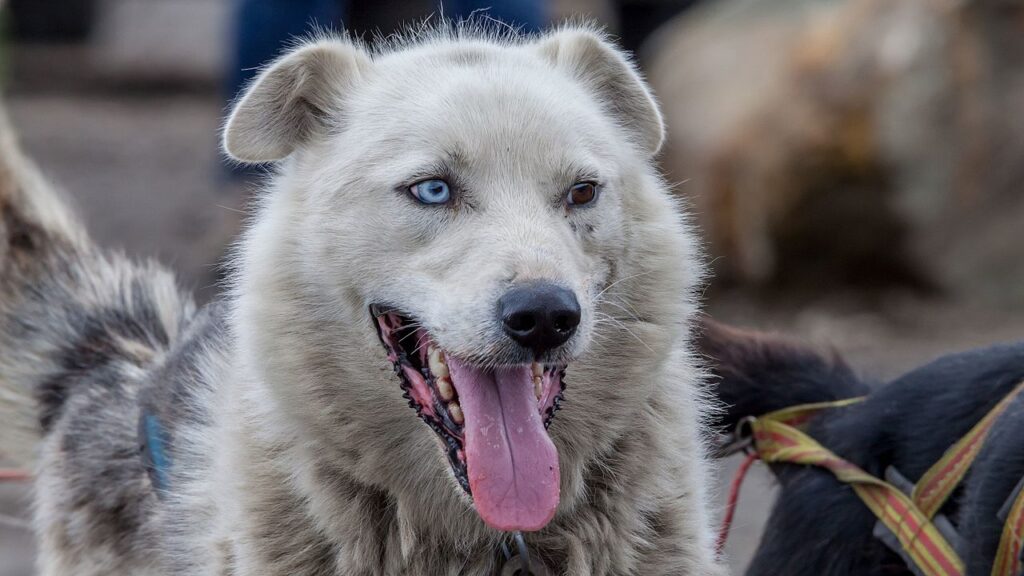 Heterokromili bir Alaska husky kızak köpeği. Husky cinsi köpeklerde heterokromi görülme sıklığının yüksek olduğu bilinmektedir.