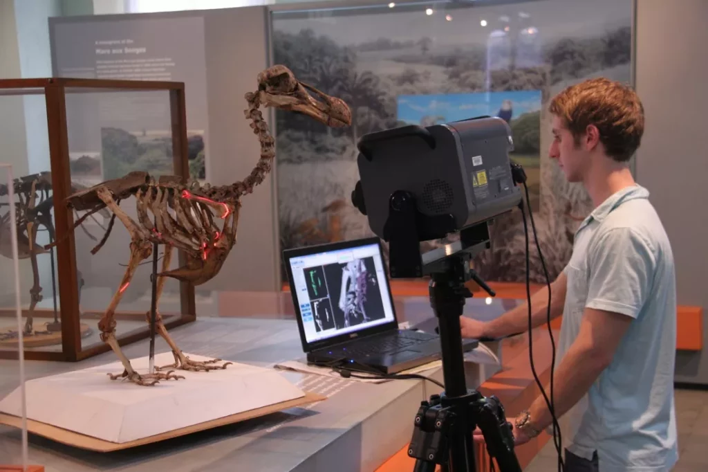 Araştırmacı Andy Biedlingmaier burada, tek bir dodoya ait bilinen tek tam iskeleti tarıyor.