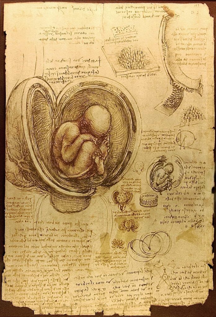 Bir embriyonun diyagramı, Leonardo da Vinci.