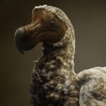 Colossal Biosciences'daki araştırmacılar 150 milyon dolarlık projeyle uçamayan kuşların 'soyunu tükenmekten kurtarmaya' söz verdi.