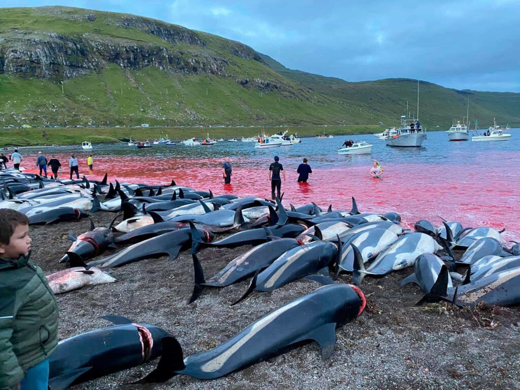 Faroe Adaları yunus avcılığı