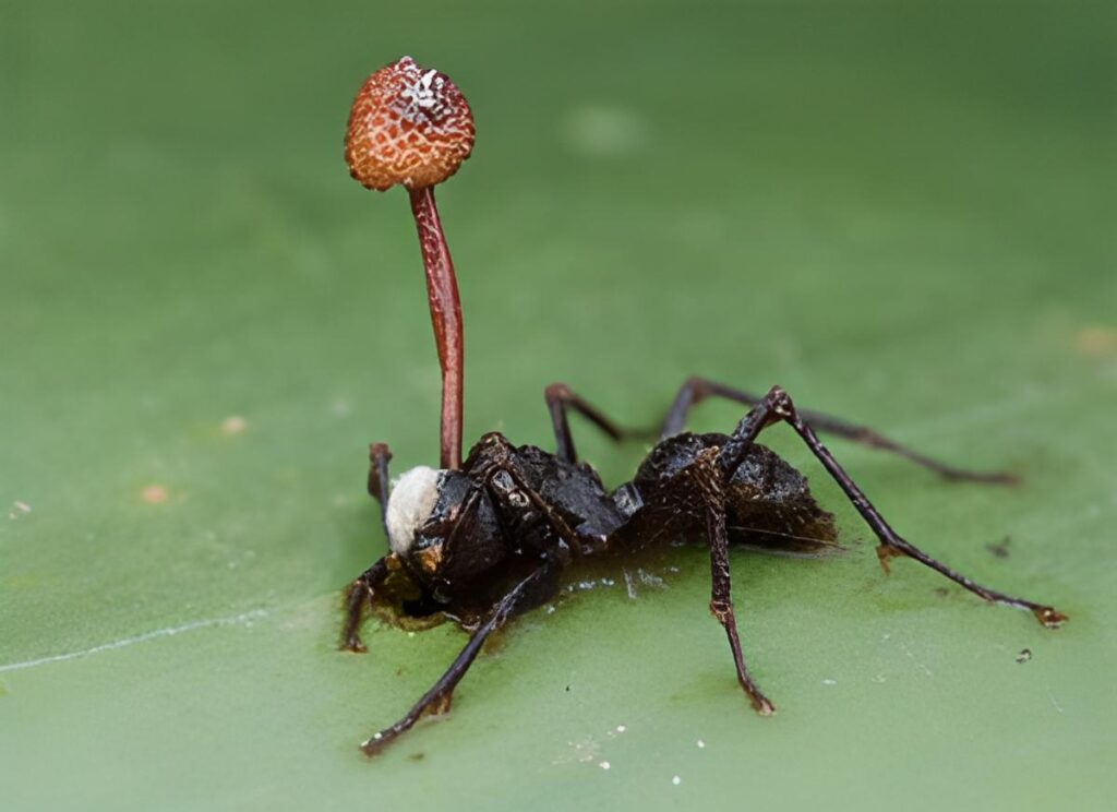 Zombi Karınca Mantarı'nın bulaştığı bir Marangoz Karınca.