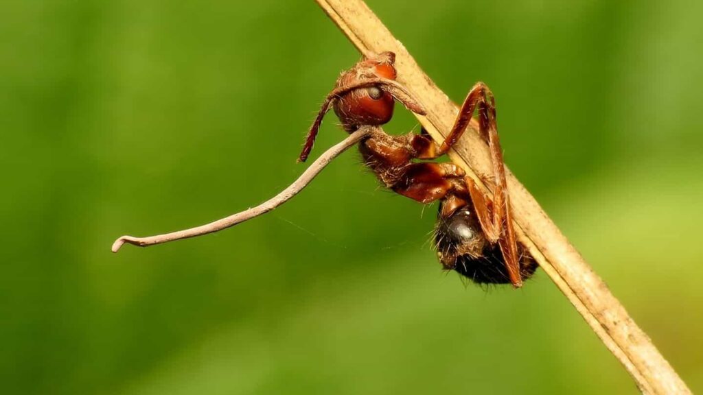 Ophiocordyceps unilateralis bulaşmış karınca