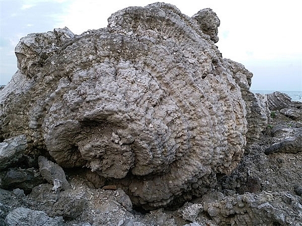 Fosilleşmiş bir mercan bloğu