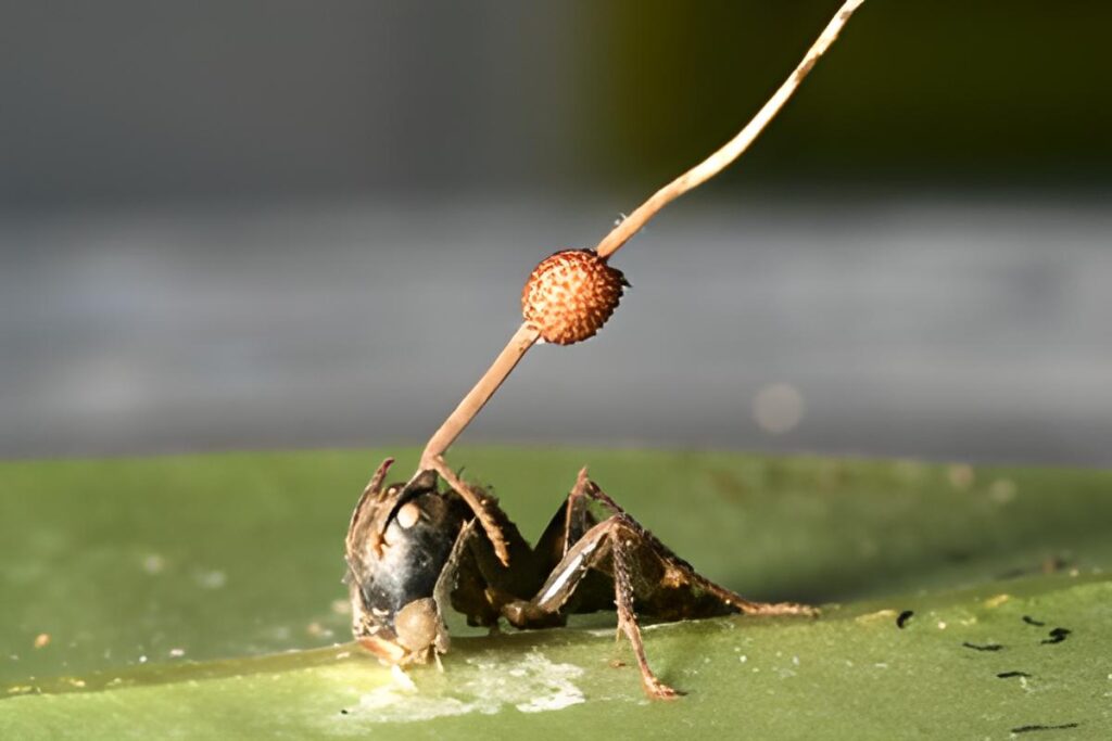 Zombi Karınca Mantarı'nın bulaştığı bir Marangoz Karınca.