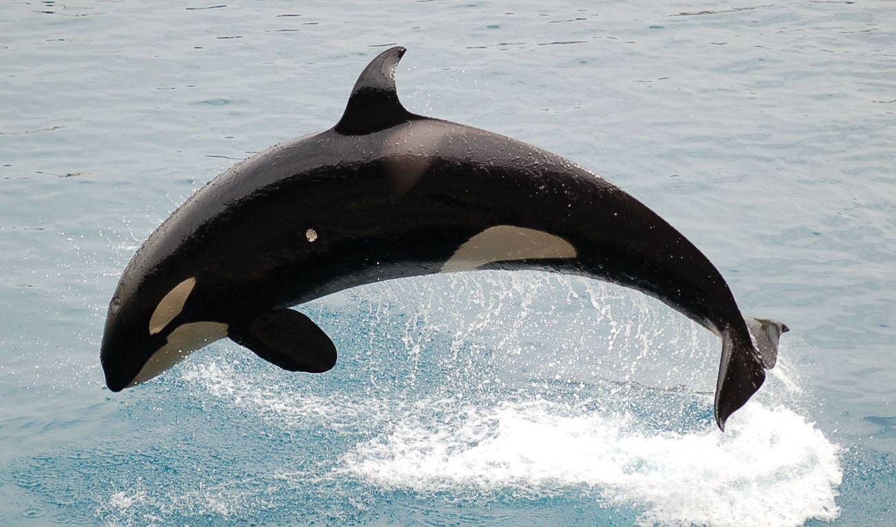 orca katil balina