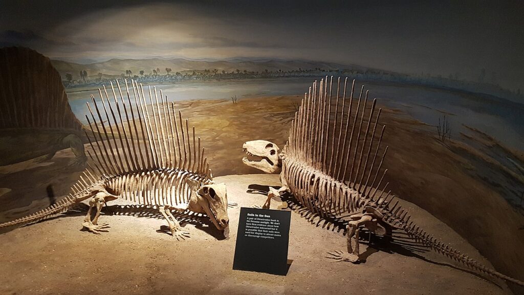 İki Dimetrodon grandis iskeleti. Kaynak: 