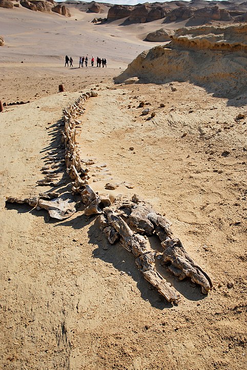 Wadi El Hitan'da Basilosaurus isis iskeleti.