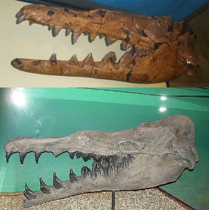 Basilosaurus isis (Naturmuseum Senckenberg'deki fosil, üstte) ve B. cetoides'in (Kuzey Amerika Antik Yaşam Müzesi'ndeki fosil, altta) kafataslarının karşılaştırılması
