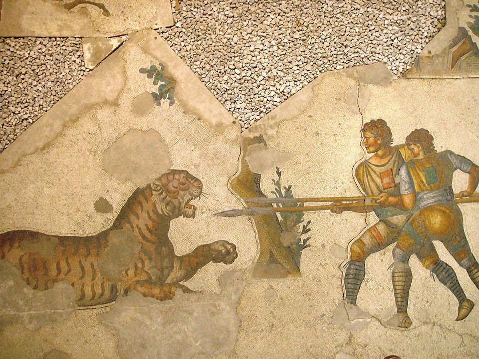 Konstantinopolis'teki Büyük Saray'da bulunan 5. yüzyıla ait bir mozaikte, bir kaplanla savaşan iki venator tasvir edilmiştir.