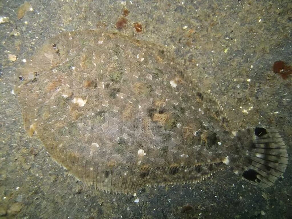 Paralichthys dentatus Pisi Balığı