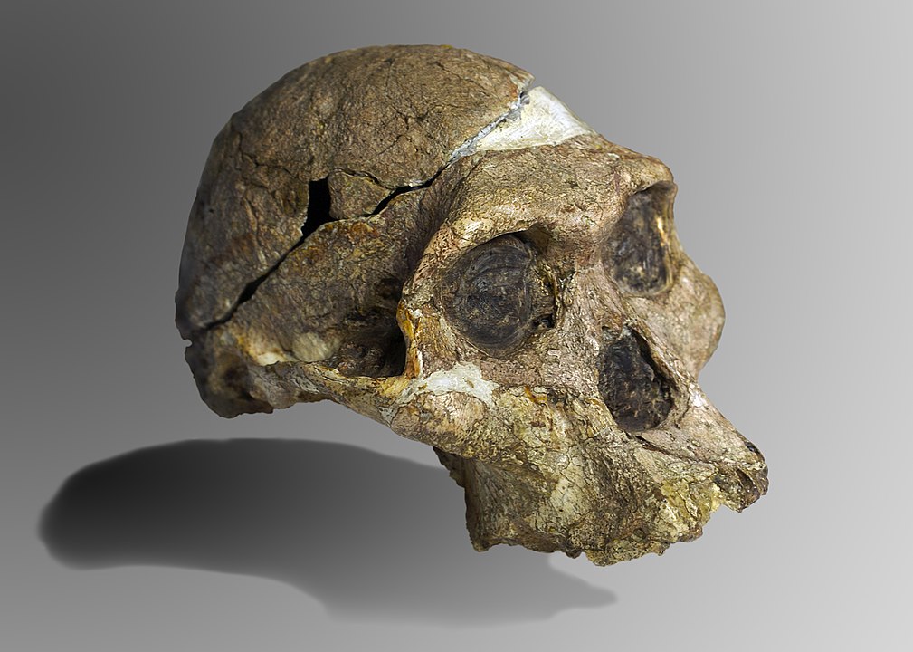 Australopithecus africanus
taung çocuğu