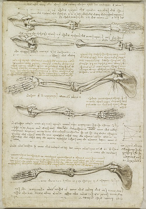 Kolun anatomik incelemesi, Leonardo da Vinci, 1510 civarı
