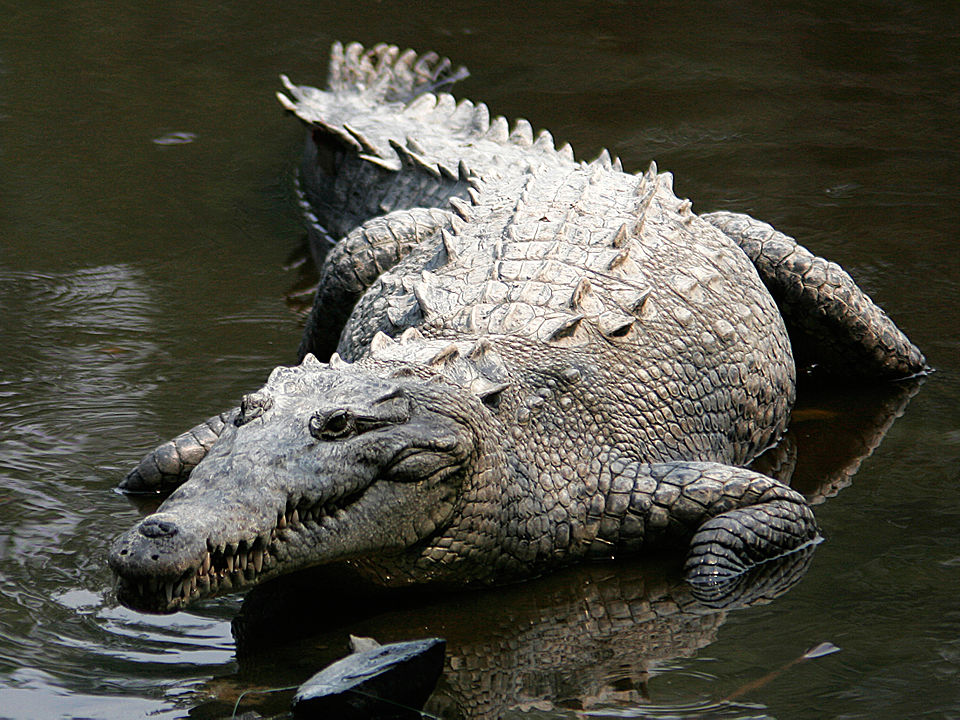 Crocodylus acutus, Amerikan Timsahı, Cocodrilo Americano.
