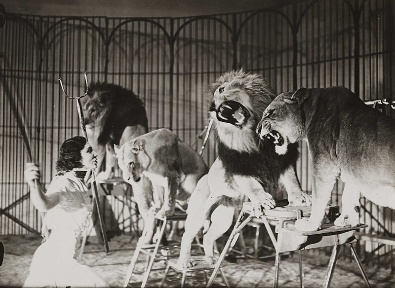 Bertram Mills Touring Circus, Ascot'ta bir aslan terbiyecisi.