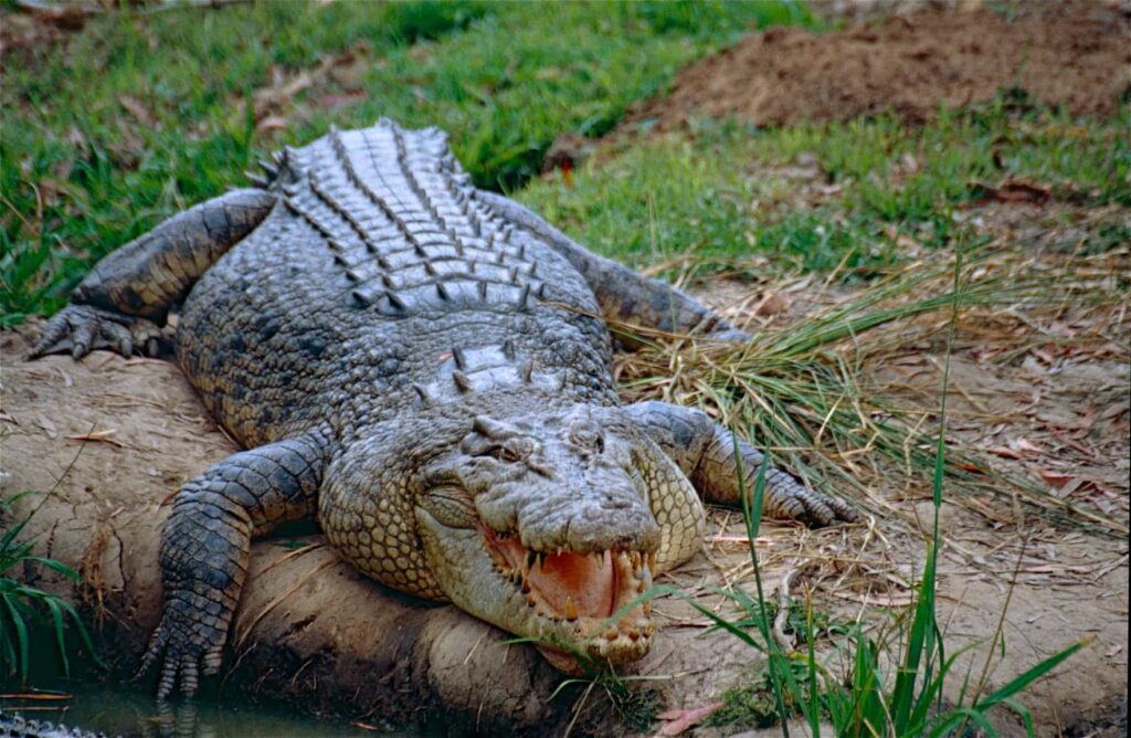 Tuzlu Su Timsahı (Crocodylus porosus)