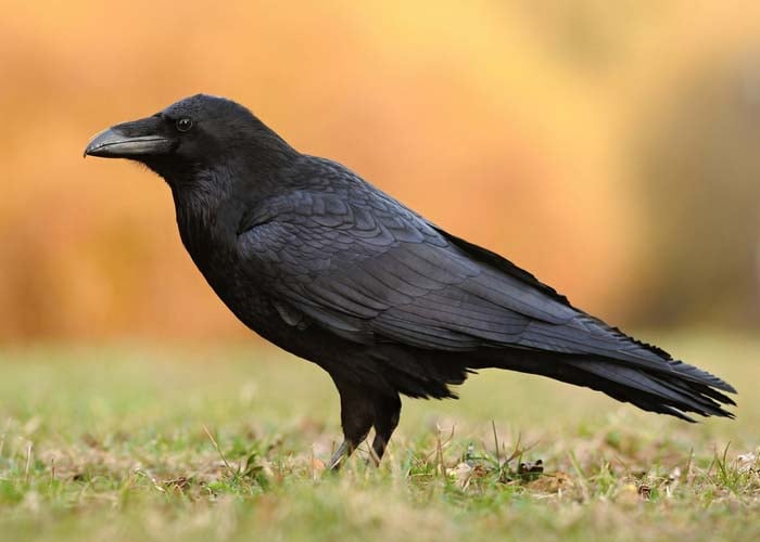 Genellikle birbirleriyle karıştırılan kuzgunlar ve kargalar, görünüş olarak çarpıcı biçimde benzerdir