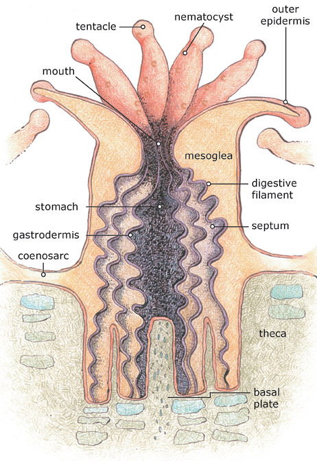 Bir mercan polip anatomisinin diyagramı