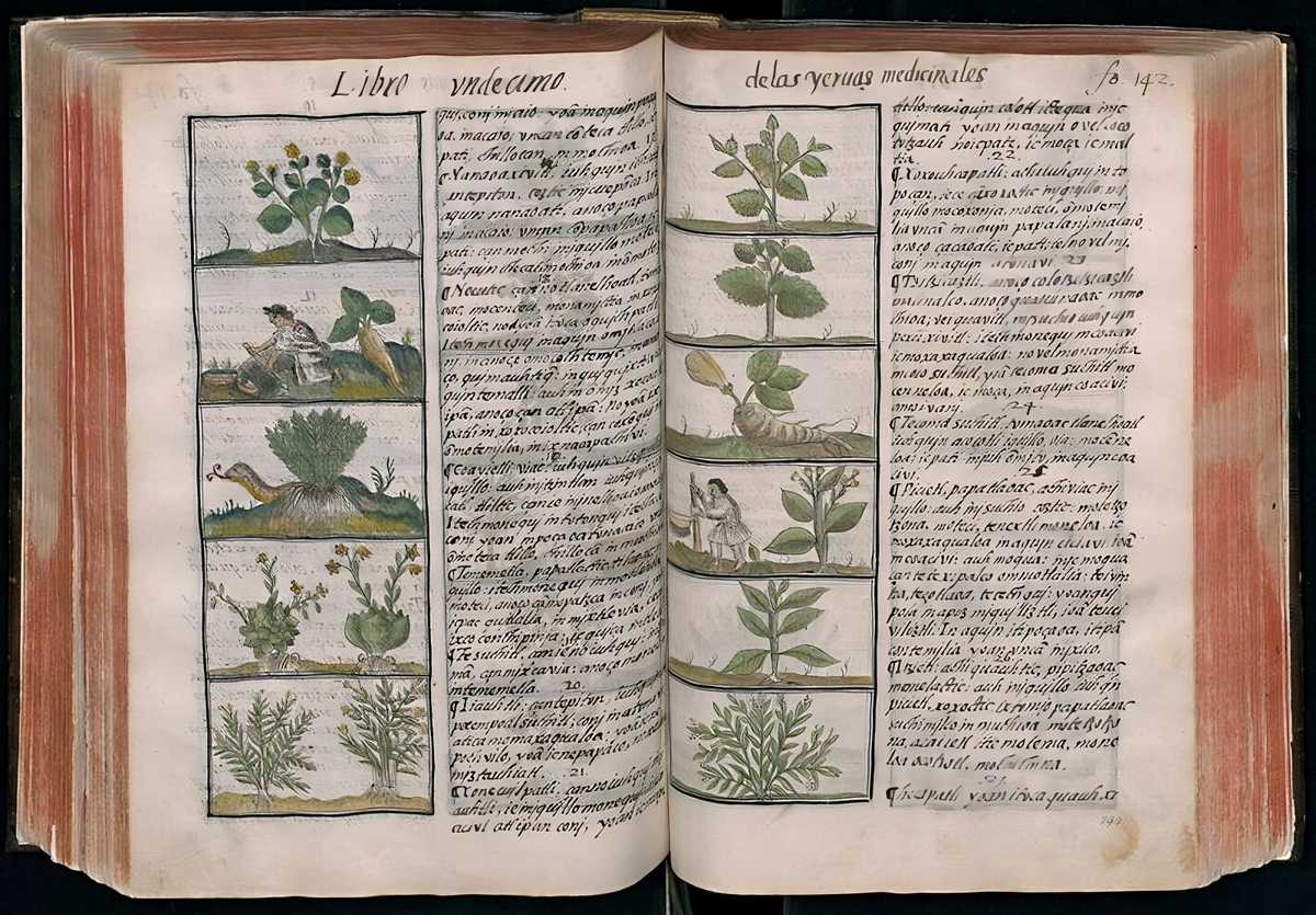 Florentine Codex