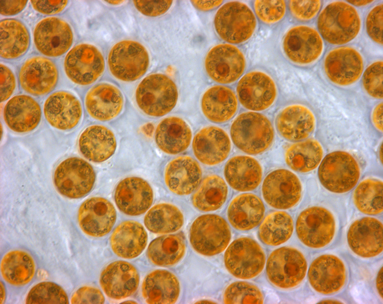 Mercanların içinde yaşayan mikroskobik alg olan Zooxanthellae